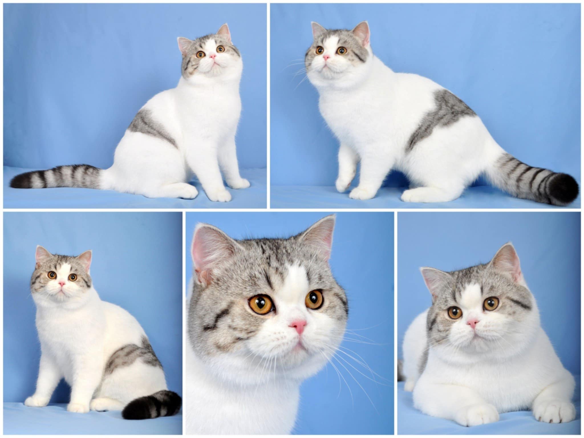 Five portraits of Bubblegum