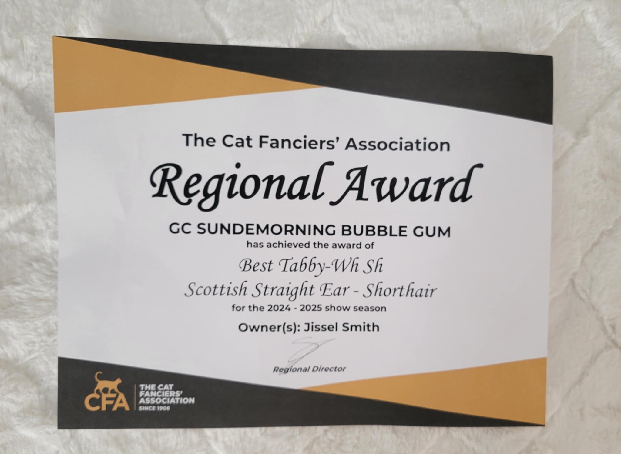 CFA Regional Award for Best Tabby-Wh Sh Scottish Straight Ear - Shorthair, 2024–2025 show season