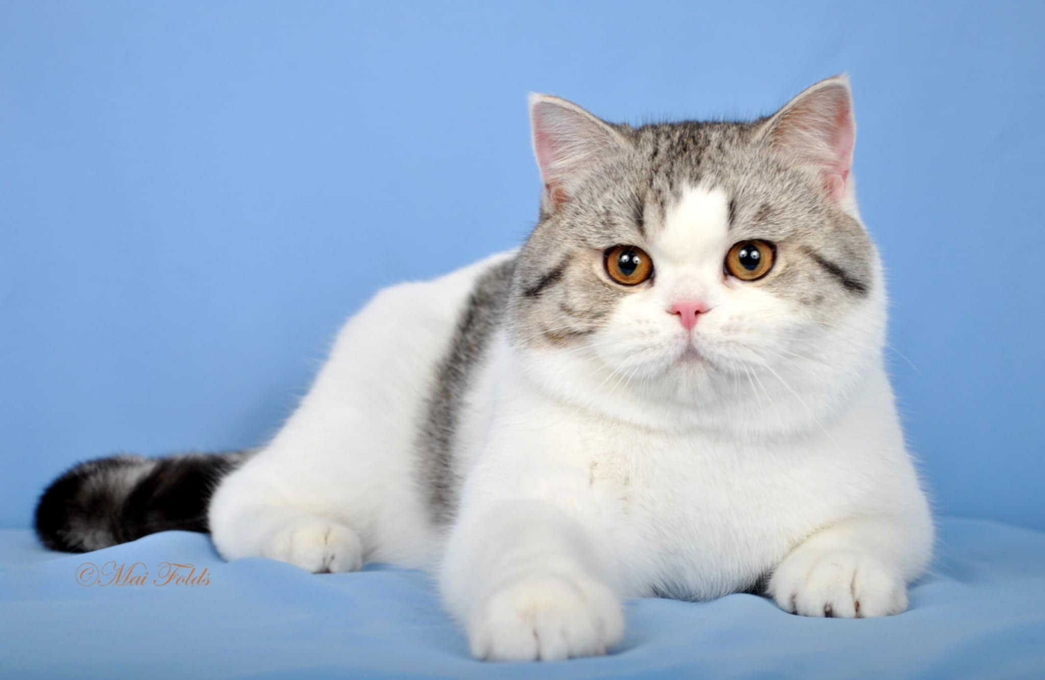 Bubblegum, a silver tabby and white Scottish Straight, against a blue backdrop