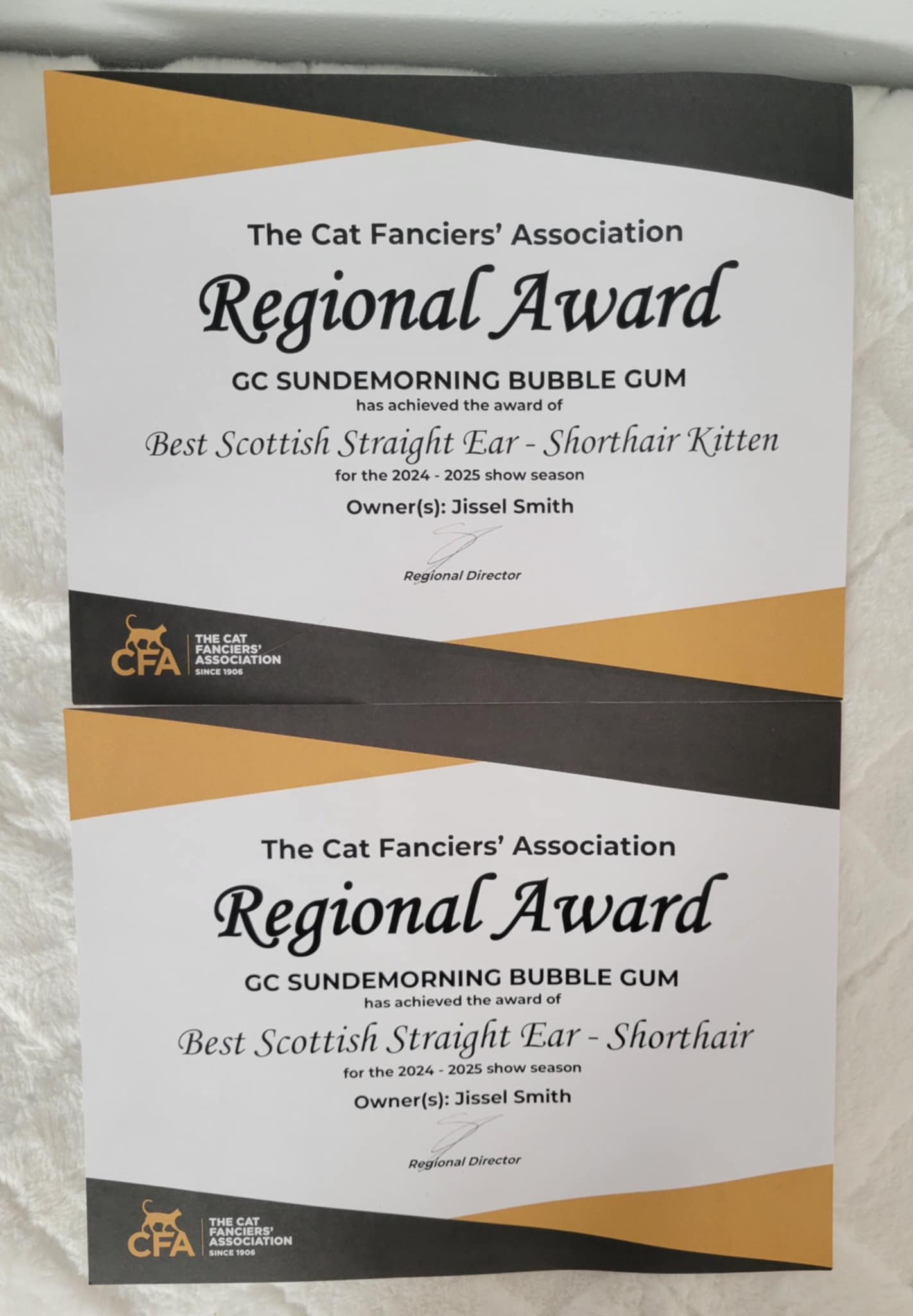 Bubblegum's CFA Regional Award certificates for Best Scottish Straight Ear - Shorthair Kitten and Best Scottish Straight Ear - Shorthair in the 2024–2025 show season