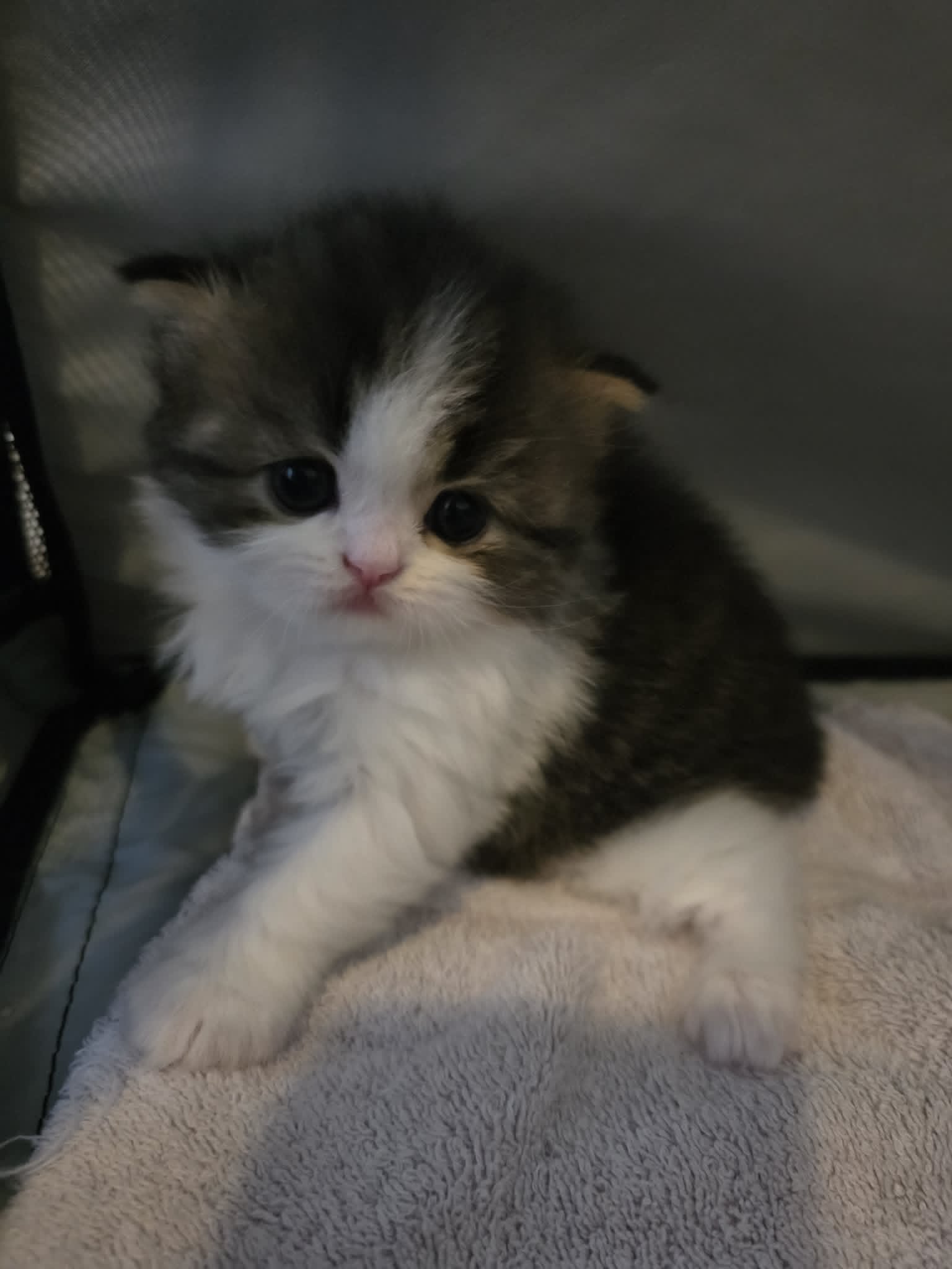 Kitkat, adopted
