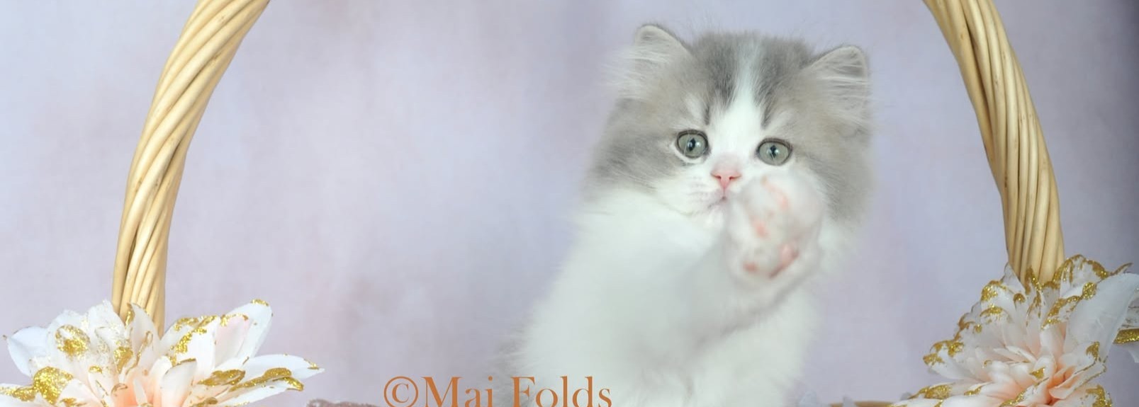 Mochi